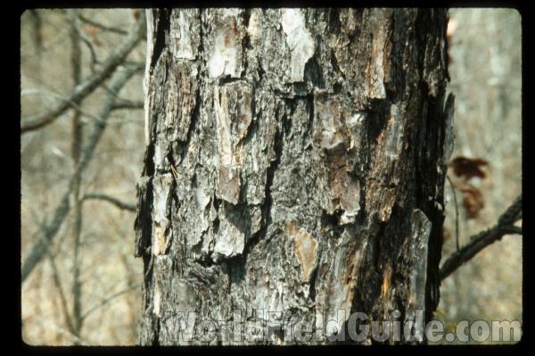 Bark<br>(Location of Picture: Grandin, Missouri)