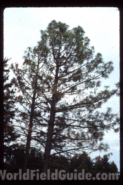 Silhouette<br>(Location of Picture: Morton Arboretum, Il, USA)