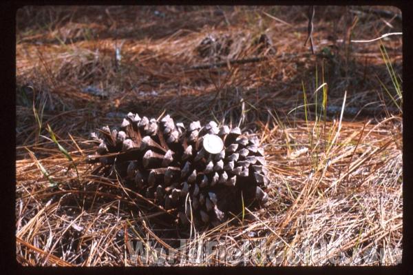 Cone On Ground<br>(Location of Picture: Georgia, USA)