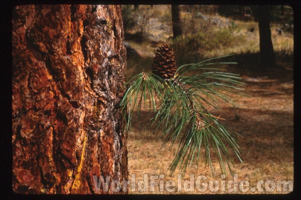 Bark, Branch,  and Cone<br>(Location of Picture: Washington, USA)