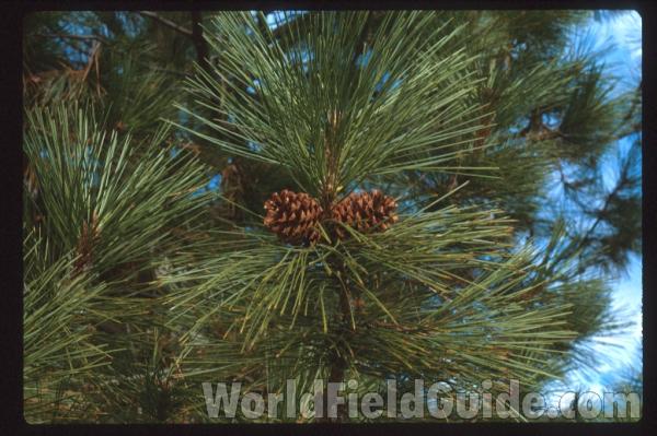 Branch With Cones<br>(Location of Picture: Washington, USA)