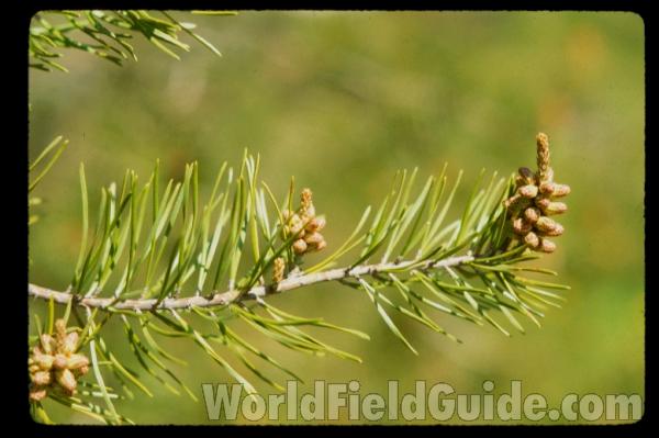 Branch With Cones<br>(Location of Picture: Kentucky, USA)