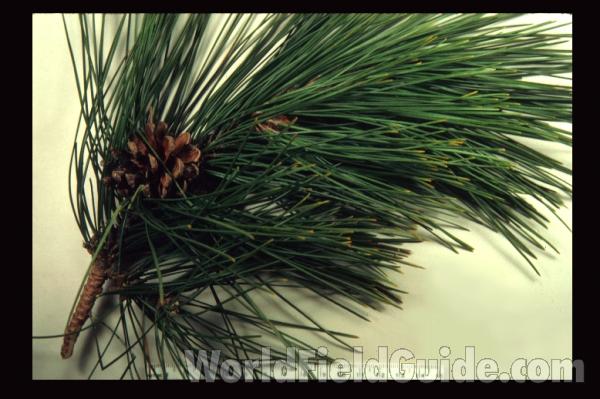 Needles and Cone