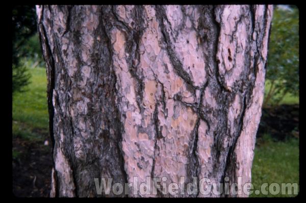 Trunk #2<br>(Location of Picture: Illinois, USA)