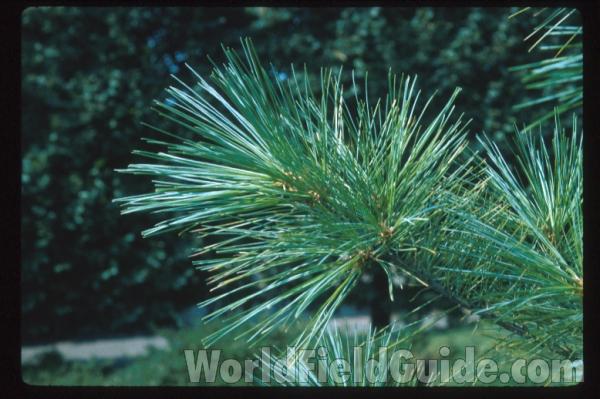 Needles and Cone<br>(Origin of the Specimen: Boger Park, McHenry Co, Illlinois)<br>(Location of Picture: Zion, Illinois, USA)
