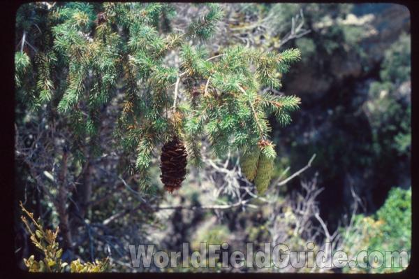 Branch With Old and New Cones<br>(Location of Picture: Southern California, USA)