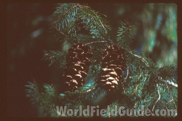 Cones<br>(Location of Picture: California, USA)