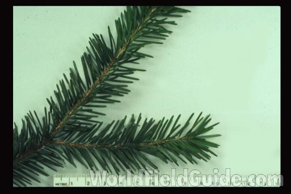Twig and Needles - Mounted<br>(Origin of the Specimen: Christmas Tree)