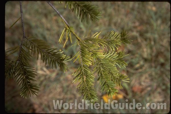Twigs and Needles<br>(Location of Picture: Morton Arboretum, Il, USA)