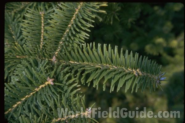 Twigs and Needles