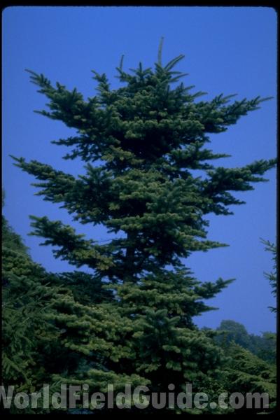 Top Of Tree