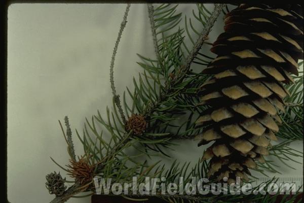 Mounted Cone and Twigs Close View<br>(Origin of the Specimen: Mchenry Co, Il, Oct 17, '95)