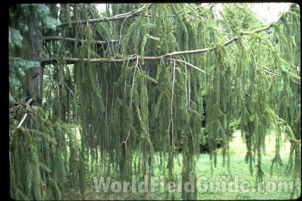 Close View Of Hanging Twigs<br>(Location of Picture: Morton Arboretum, Il, USA)