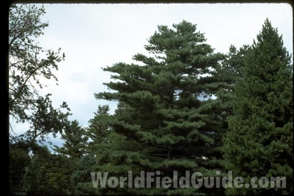 Silhouette<br>(Location of Picture: Morton Arboretum, Il, USA)