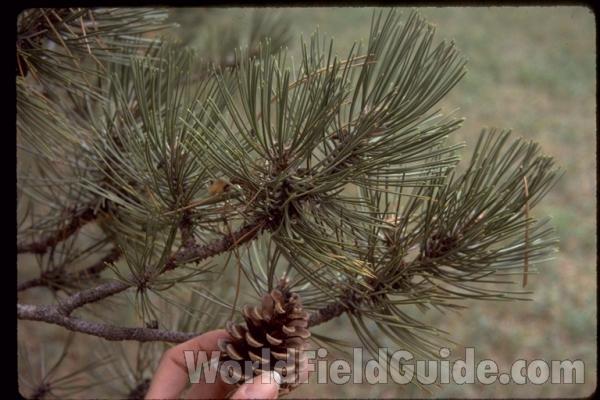 Cone and Twigs<br>(Location of Picture: Morton Arboretum, Il, USA)