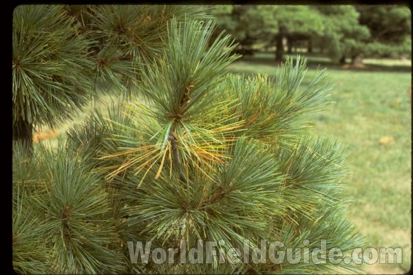 Needles<br>(Location of Picture: Morton Arboretum, Il, USA)