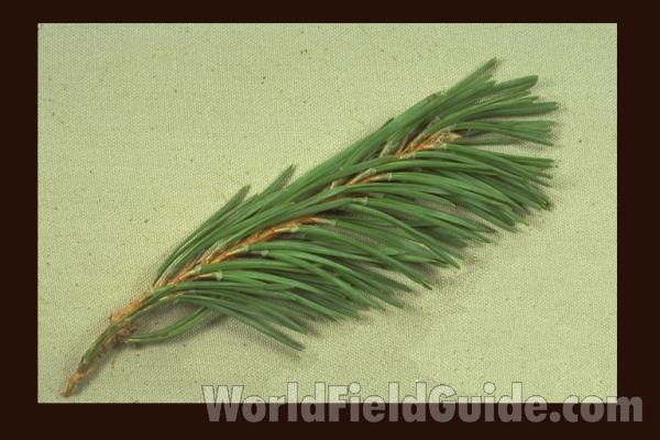 Mounted Needles<br>(Origin of the Specimen: Ornamental, Gurnee, Il, USA)