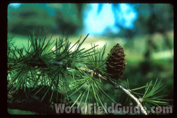 Cones and Branch<br>(Location of Picture: Glencoe Botanic Gardens, Il, USA)
