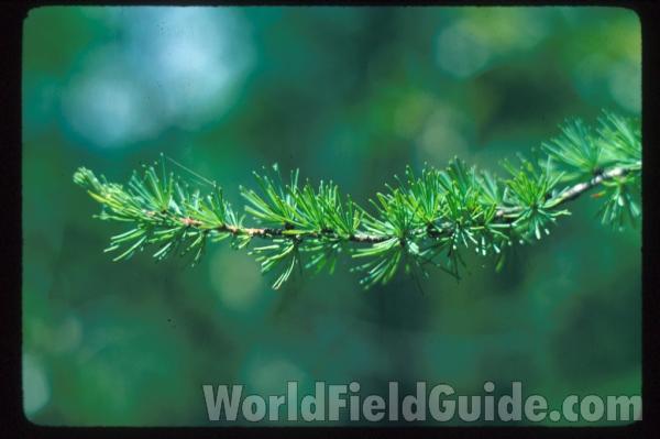 Twig and Needles