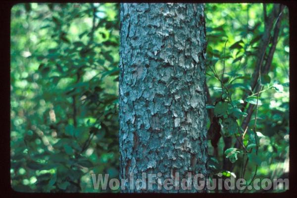 Bark