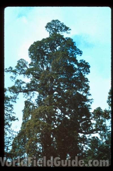 Top Of Tree<br>(Location of Picture: California, USA)