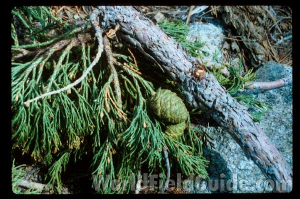 Branch and Cone<br>(Location of Picture: California, USA)