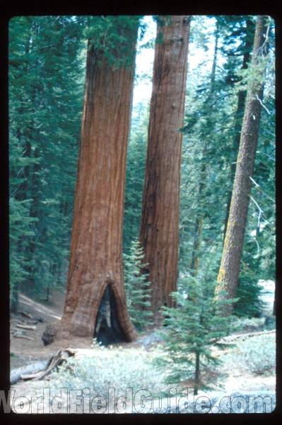 Trunks<br>(Location of Picture: California, USA)