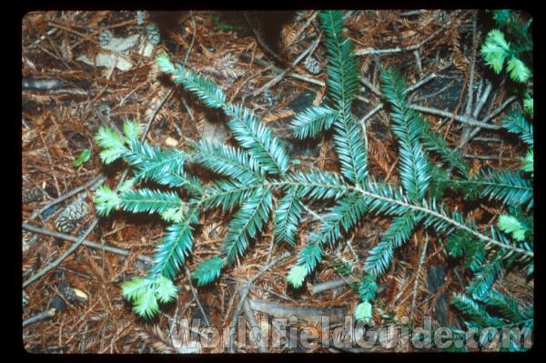 Branch<br>(Location of Picture: California, USA)