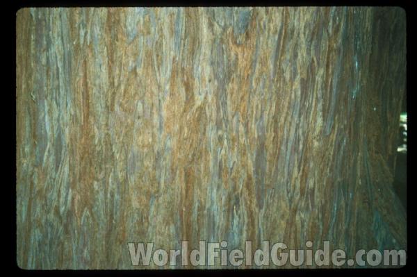 Bark<br>(Location of Picture: California, USA)