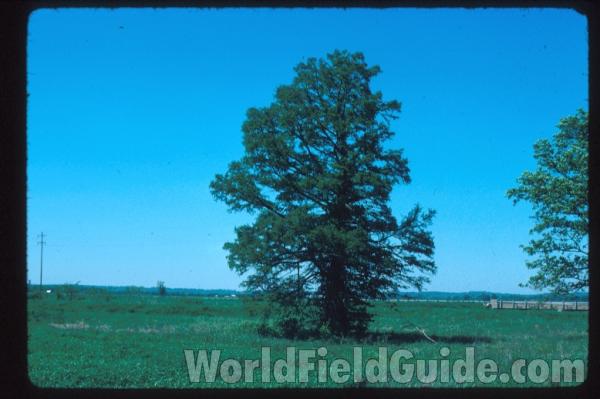 Silhouette<br>(Location of Picture: South East Missouri, USA)