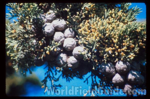Fruits<br>(Location of Picture: California, USA)