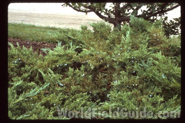 Top Of Shrub in Garden View
