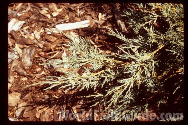 Branch<br>(Location of Picture: Whitnal Garden, Wisconsin, USA)