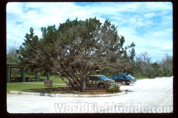 Landscape Specimen<br>(Location of Picture: South Carolina, USA)
