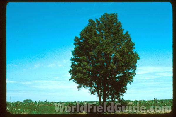 Old Tree - Silhouette