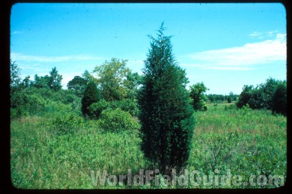 Young Tree - Silhouette