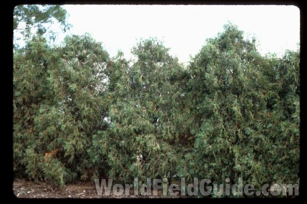 Silhouette<br>(Location of Picture: Glencoe Botanic Gardens, Il, USA)