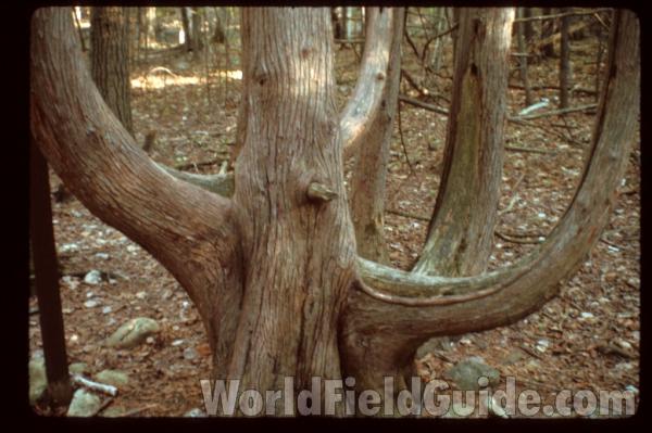 Trunks<br>(Location of Picture: Door County, Wisconsin, USA)