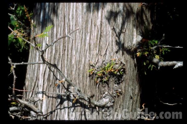 Trunk<br>(Location of Picture: Door County, Wisconsin, USA)
