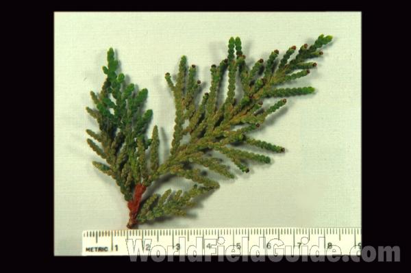 Needles - Close View<br>(Origin of the Specimen: Wisconsin, USA)