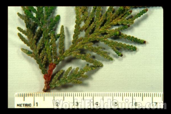 Needles - Very Close View