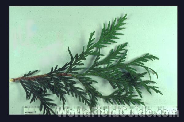Twig and Needles<br>(Location of Picture: Round Lake Heights, Illinois, USA)