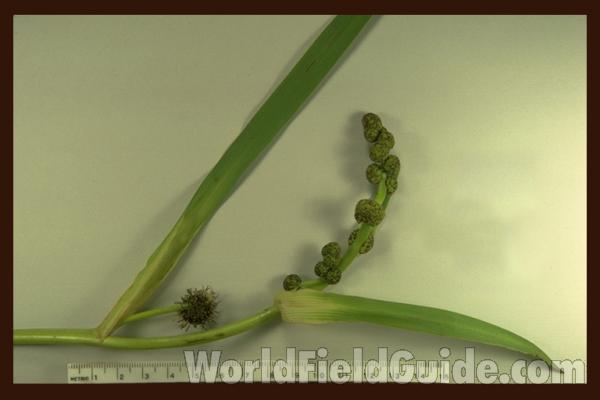 Leaves and Reproduction - Mounted<br>(Origin of the Specimen: N , Wi, USA, June 11, 1989)