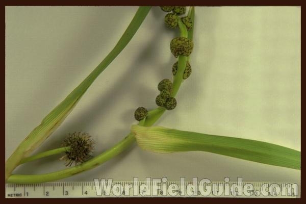 Reproduction - Mounted<br>(Origin of the Specimen: N , Wi, USA, June 11, 1989)