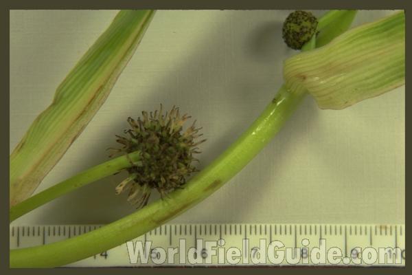 Fruit - Close View - Mounted<br>(Origin of the Specimen: N , Wi, USA, June 11, 1989)
