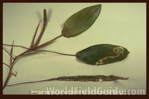 Top Of Plant - Mounted - June<br>(Origin of the Specimen: Round Lake, Il,  usa, June 15, '87)