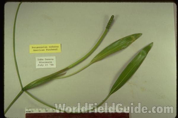 Top Of Plant - Mounted - July #1<br>(Origin of the Specimen: Lake Geneva, Wi, USA, Vii 15, 1988)