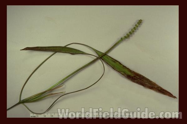 Top Of Plant - Mounted - July #2<br>(Origin of the Specimen: Lake Geneva, Wi, USA, Vii 15, 1988)