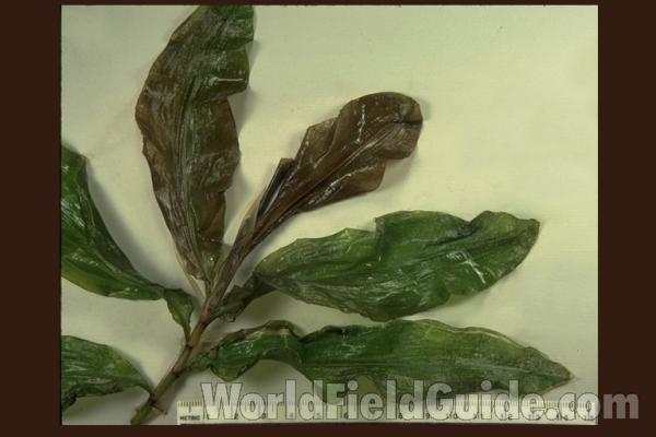 Leaves - Mounted Specimen - June<br>(Origin of the Specimen: Round Lake, Illinois,  vi 15, 1987)