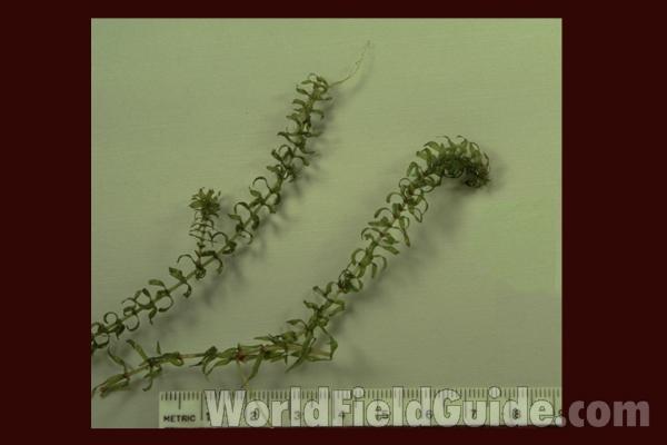 Stem and Leaves - Mounted Specimen<br>(Origin of the Specimen: Round Lake, Il, USA, July 6, 1987)